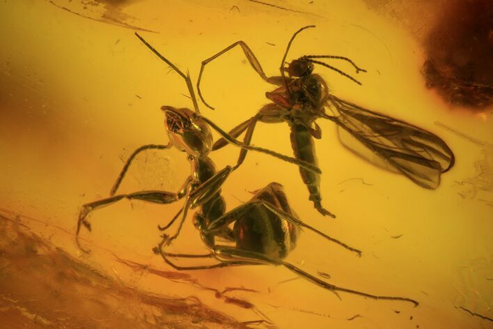 Fossil Ant (Formicidae) & Fly (Diptera) In Baltic Amber #69232